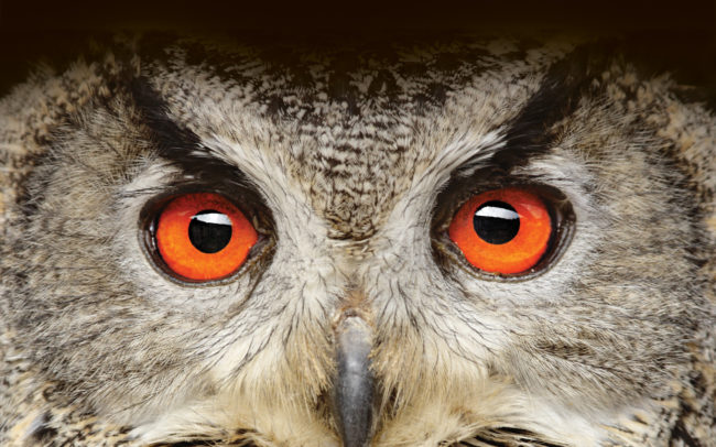 Christie feature image